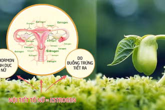 30% phụ nữ dưới 30 tuổi có dấu hiệu rối loạn nội tiết ở mức độ nhẹ