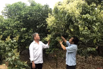 Nhân dân xã Hồng Giang, huyện Lục Ngạn (Bắc Giang) chăm sóc vải vụ 2021.