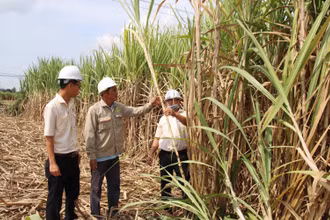 Anh Lê Đình Út (giữa), xã Cam Hiệp Nam, huyện Cam Lâm, tỉnh Khánh Hòa. (Ảnh: VNM)