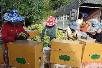 40 tấn chuối tây được thu gom tại huyện Mường La.