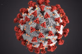 Virus Corona. (Ảnh minh họa: CDC)