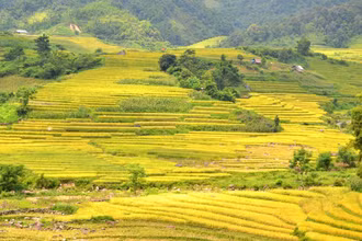 Ruộng bậc thang vàng ruộm lúa chín. (Ảnh: QUỐC HỒNG).