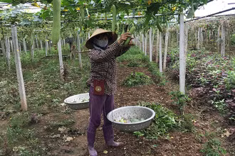 Thu hoạch rau màu tại huyện Phúc Thọ.
