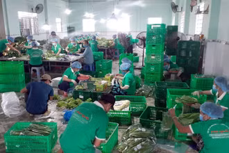 Người dân Tiền Giang đóng gói combo hàng nông sản cung ứng cho TP Hồ Chí Minh.