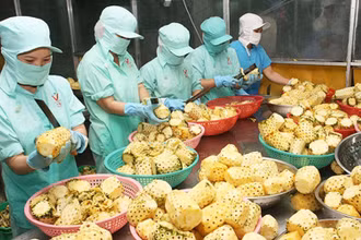 Chế biến nông sản xuất khẩu.