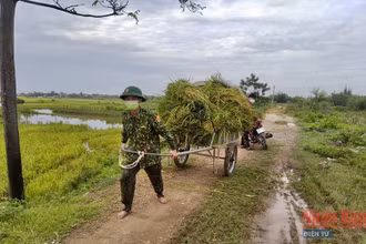 Bộ đội Biên phòng giúp dân tuốt lúa và vận chuyển về từng gia đình.