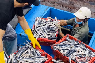 Để giải quyết cho ngư dân, nhiều cảng cá buộc phải cho bốc dỡ hàng trăm tấn hải sản trên các tàu để giảm thiệt hại kinh tế cho tàu khơi xa. 