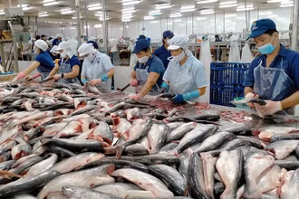 Doanh nghiệp cá tra tìm hướng quay về thị trường nội địa.