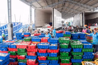 Hoạt động cảng cá Trần Đề (Sóc Trăng) đang được mở rộng.