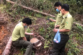 Lực lượng kiểm lâm kiểm đếm số cây thông đã bị khai thác trái phép tại bản Hua Sa A, xã Tỏa Tình, huyện Tuần Giáo.