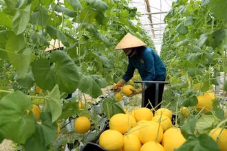 Thu hoạch dưa được trồng thử nghiệm trong nhà lưới. (Ảnh: Vũ Sinh/TTXVN)