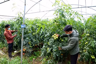 Giống cà chua vô hạn, chịu nhiệt có thể cho thu hoạch liên tục tới 18 tháng, năng suất cao, chất lượng tốt được trồng ở vùng chuyên canh của thị xã Sa Pa (Lào Cai).