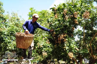 Đầu ra của nhãn và nhiều sản phẩm OCOP gặp khó do dịch bệnh Covid-19 diễn biến phức tạp (ảnh: Báo Nông nghiệp Việt Nam)