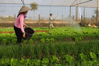 Đầu tư vào nông nghiệp cần những chiến lược dài hơi (ảnh minh họa)