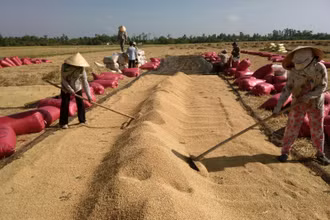 Để giúp dân tiêu thụ lúa, rau màu, tỉnh An Giang đã thành lập đường dây nóng và Tổ phản ứng nhanh hỗ trợ tiêu thụ nông sản trong thời điểm giãn cách xã hội.
