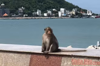 Sau 3 ngày giãn cách, khỉ, sóc tung tăng trên đường phố Vũng Tàu