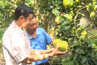 Người dân huyện Mai Sơn, tỉnh Sơn La kiểm tra sinh trưởng, phát triển cây bưởi. (Ảnh: QUỐC TUẤN)