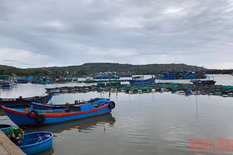 Nhiều hộ nuôi cá tự phát đặt lồng bè lấn chiếm, làm cho tàu thuyền khó khăn khi ra vào neo đậu tránh trú bão trên cửa Lễ Thịnh, xã An Ninh Đông, huyện Tuy An, Phú Yên. (Ảnh minh họa: TRÌNH KẾ)