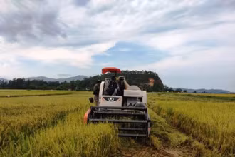 Bà con nông dân xã Tân Lộc, huyện Lộc Hà (Hà Tĩnh) thu hoạch lúa. (Ảnh Ngô Tuấn)