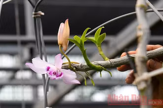 "Bong bóng" lan đột biến rồi sẽ "xẹp"