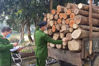 Công an kiểm đếm, kê biên số lượng gỗ vận chuyển trên xe tự chế.