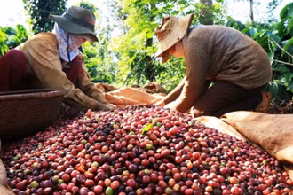 Ách tắc trong lưu thông đã làm trì trệ hoạt động thông quan của cà phê.