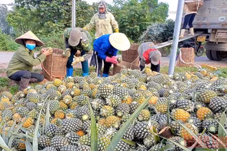 Nhà máy chế biến dứa Đồng Giao thu mua dứa quả tại ngay chân ruộng cho bà con.
