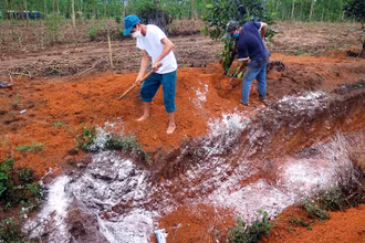 Lực lượng chức năng tiêu hủy đàn gia cầm mắc bệnh.