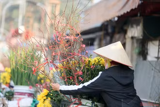 Đào sớm Nhật Tân xuống phố