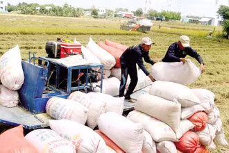 Sản lượng tăng, Việt Nam có đủ nguồn cung gạo cho xuất khẩu và tiêu dùng nội địa.