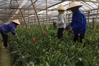 Người dân chăm sóc hoa ứng dụng những phương pháp canh tác mới ở Đan Phượng.