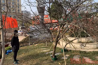 Người Hà Nội thích thú chọn đào vùng cao.