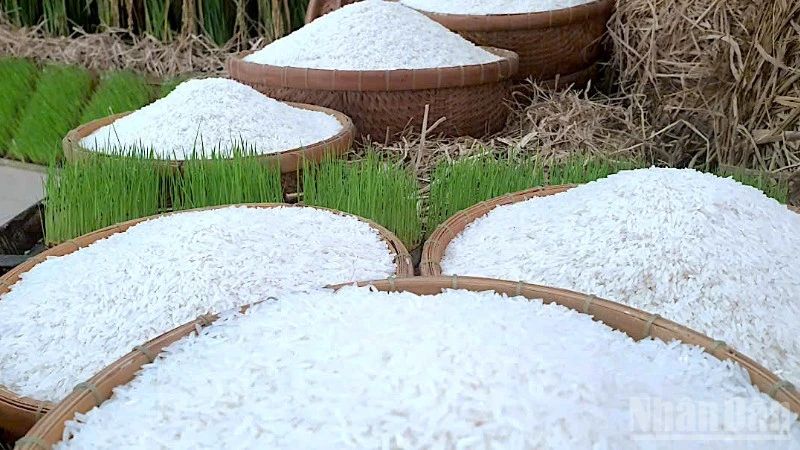 Hành trình lột xác trên đồng mặn: Nông dân Cà Mau làm giàu từ lúa hữu cơ