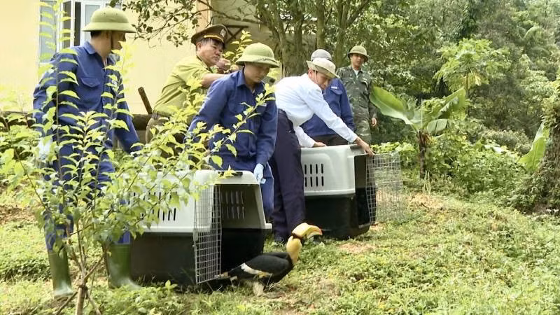 Cán bộ, nhân viên Trung tâm Cứu hộ, bảo tồn và phát triển sinh vật thả 2 cá thể chim Hồng Hoàng về môi trường tự nhiên.