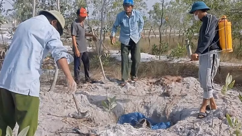 Các thôn ở xã Quảng Trạch, tỉnh Quảng Trị tổ chức tiêu hủy lợn chết vì dịch bệnh. 