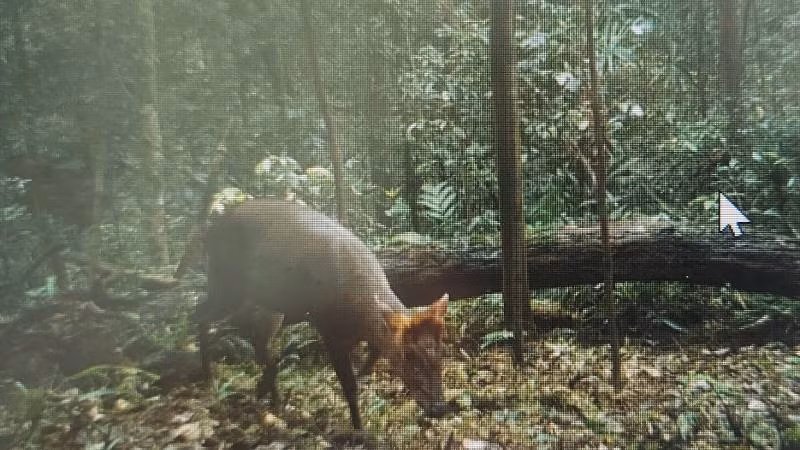 Mang Trường Sơn - loài đặc hữu của Vườn quốc gia Phong Nha-Kẻ Bàng 