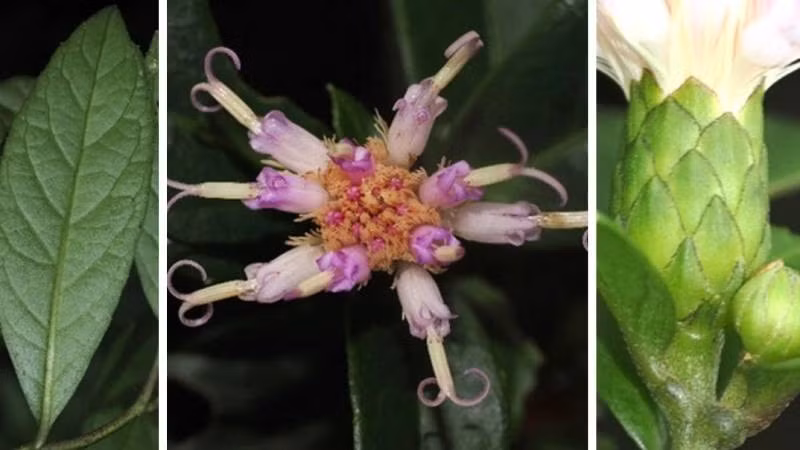 Hình thái lá, hoa của loài thực vật Bạch đầu Phong Nha-Kẻ Bàng.