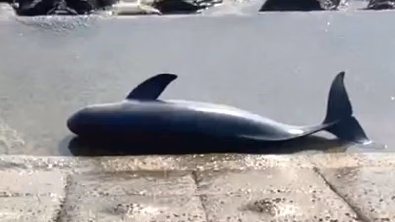 Con cá voi chết dạt vào bờ biển Cảnh Dương, xã Hòa Trạch, tỉnh Quảng Trị. (Ảnh: ND)