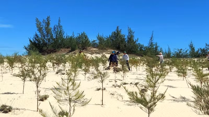 Trồng rừng trên cát chống sa mạc hóa ở xã Cam Hồng, tỉnh Quảng Trị. (Ảnh minh họa)