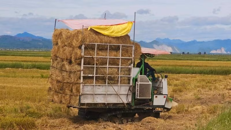 Máy cuộn rơm để bán cho thương lái ngay trên cánh đồng xã Lệ Thủy, tỉnh Quảng Trị (Ảnh: HM) 