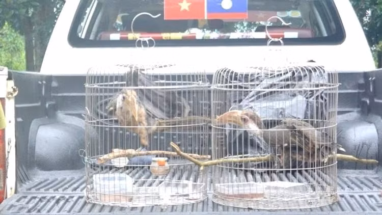 Hai cá thể chim quý hiếm do người dân ở Quảng Trị tự nguyện giao nộp cho cơ quan chức năng.