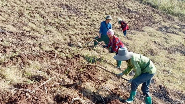 Người dân bản Mý Làng A, xã Sáng Nhè làm đất để chuẩn bị trồng dứa theo dự án liên kết hỗ trợ giảm nghèo năm 2025.