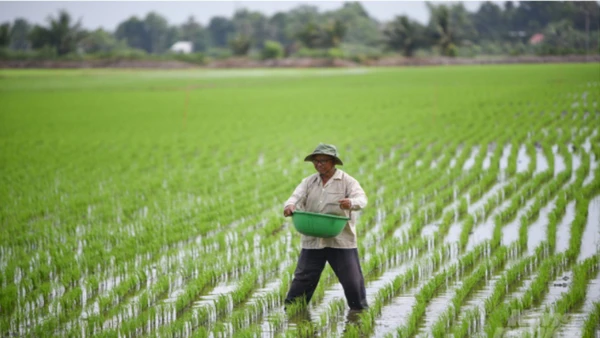 Nghị định số 292/2025/NĐ-CP ngày 6/11/2025 của Chính phủ quy định về việc kéo dài thời hạn miễn thuế sử dụng đất nông nghiệp. (Ảnh: TÙNG ĐINH)