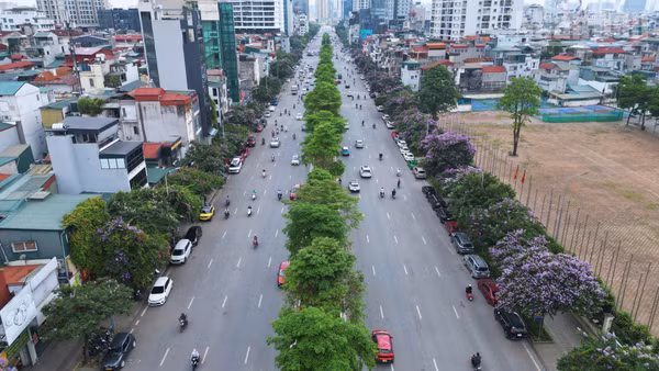 [Ảnh] Hà Nội: Hoa bằng lăng phủ tím phố phường