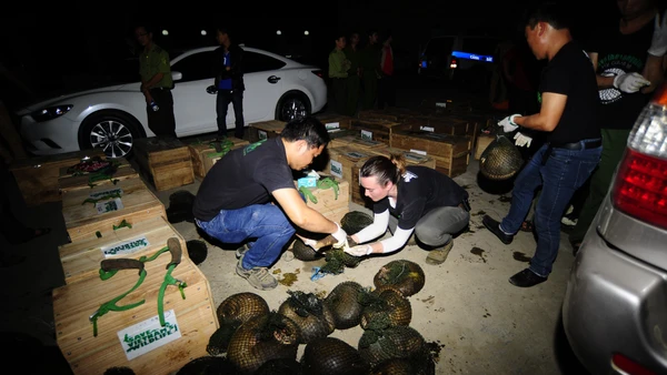 Cứu hộ tê tê: Hướng mở cho bảo tồn chủ động và phát triển bền vững