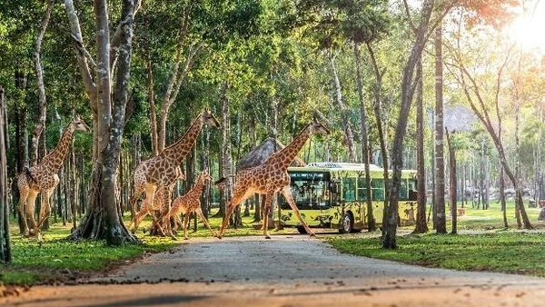 Safari bán hoang dã đầu tiên của Việt Nam trên Đảo Ngọc.