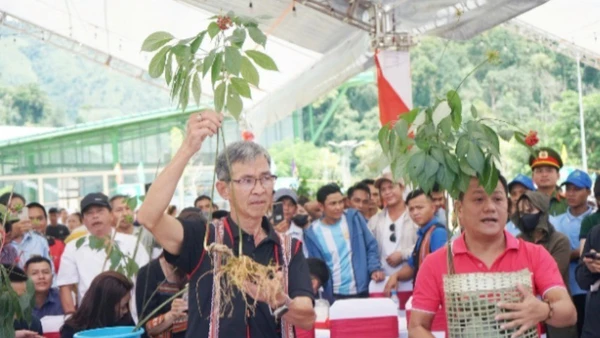 Sâm Ngọc Linh được giới thiệu, bày bán tại các phiên chợ sâm Ngọc Linh do huyện Nam Trà My (Quảng Nam) tổ chức.