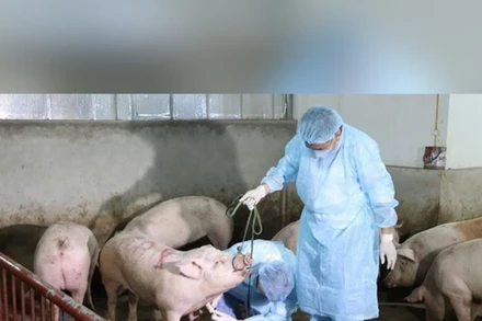 Bản tin Thời sự sáng 16/8: Cả nước có hơn 900 ổ dịch tả lợn Châu phi chưa qua 21 ngày