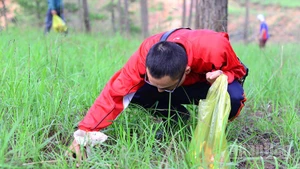 Sau mưa, người dân và du khách vào các khu rừng thông để thu hái các loại nấm.
