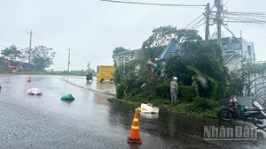 Nhiều hệ thống dây cáp viễn thông trên địa bàn Phường 2 Bảo Lộc và Phường 3 Bảo Lộc, tỉnh Lâm Đồng bị cây xanh ngã đổ gây đứt, hư hỏng.
